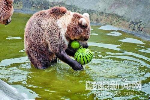 娱乐吃瓜酱小动物视频